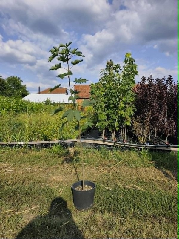 Gorski Javor (acer pseudoplatanus)