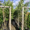 Sadnice Bela breza (Betula alba)