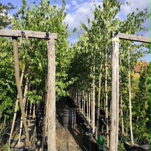 Sadnice Bela breza (Betula alba)