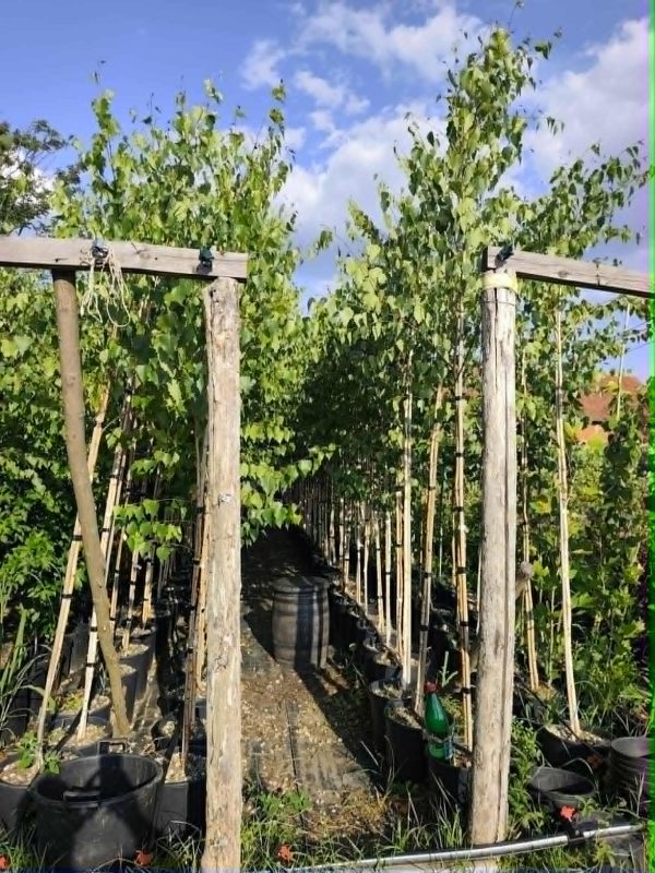 Sadnice Bela breza (Betula alba)