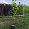 Beli Dud (Morus alba)