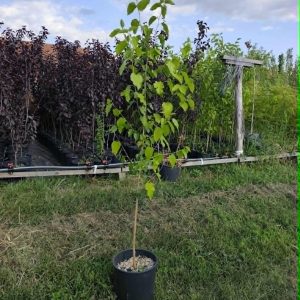 Beli Dud (Morus alba)