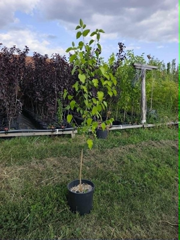 Beli Dud (Morus alba)