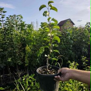 Sadnice Japanska ukrasna kruska(pyrus celleryana)