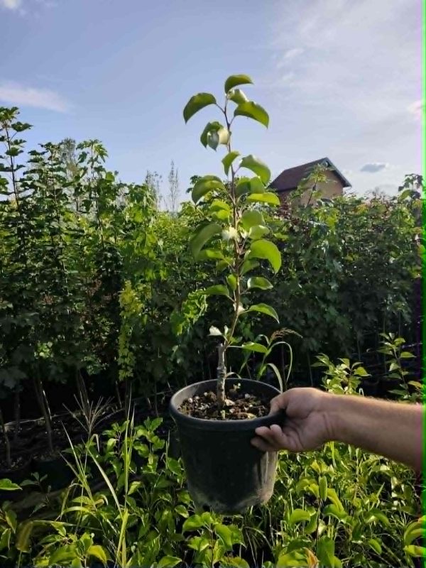 Sadnice Japanska ukrasna kruska(pyrus celleryana)