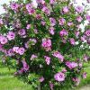 Baštenski Hibiskus / Sirijska Ruža (Hibiscus syriacus)