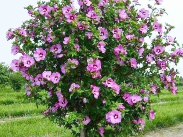Baštenski Hibiskus / Sirijska Ruža (Hibiscus syriacus)