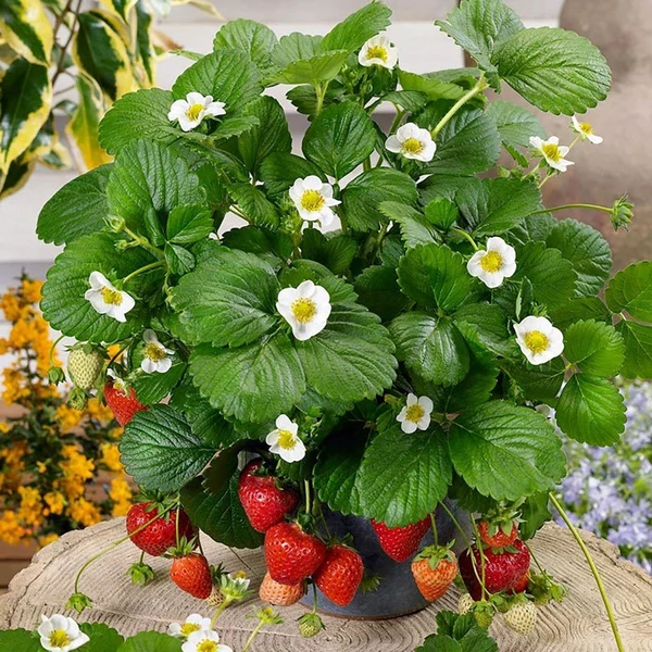 berries-galore-white-strawberry-5475156_grande Stalnorađajuća Jagoda Albion