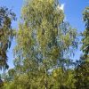 Sadnice Bela breza (Betula alba)