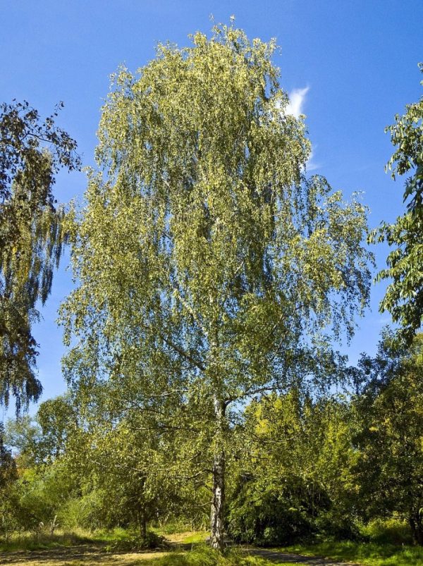 Sadnice Bela breza (Betula alba)