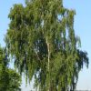 Sadnice Bela breza (Betula alba)