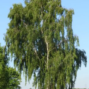 Sadnice Bela breza (Betula alba)