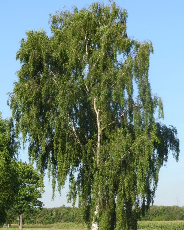 Sadnice Bela breza (Betula alba)