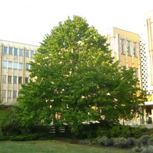 Gorski Javor (acer pseudoplatanus)