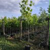 Liriodendron Lale Drvo (Liriodendron tulipifera)