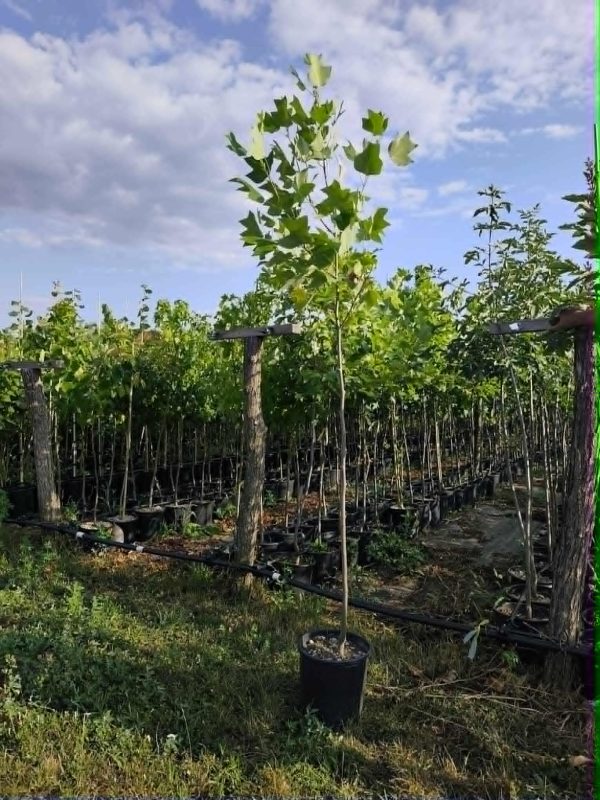 Liriodendron Lale Drvo (Liriodendron tulipifera)