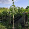 Krupnolisna Lipa (Tilia platyphyllos)