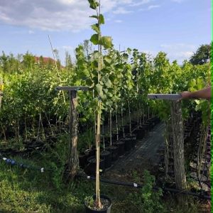 Krupnolisna Lipa (Tilia platyphyllos)