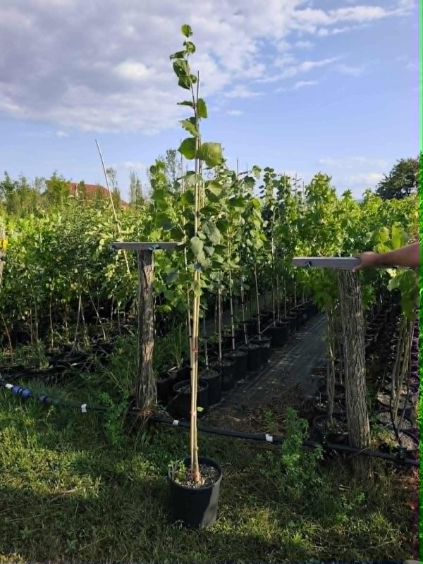 Krupnolisna Lipa (Tilia platyphyllos)