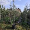 Sadnice Jerebika (Sorbus aucuparija)