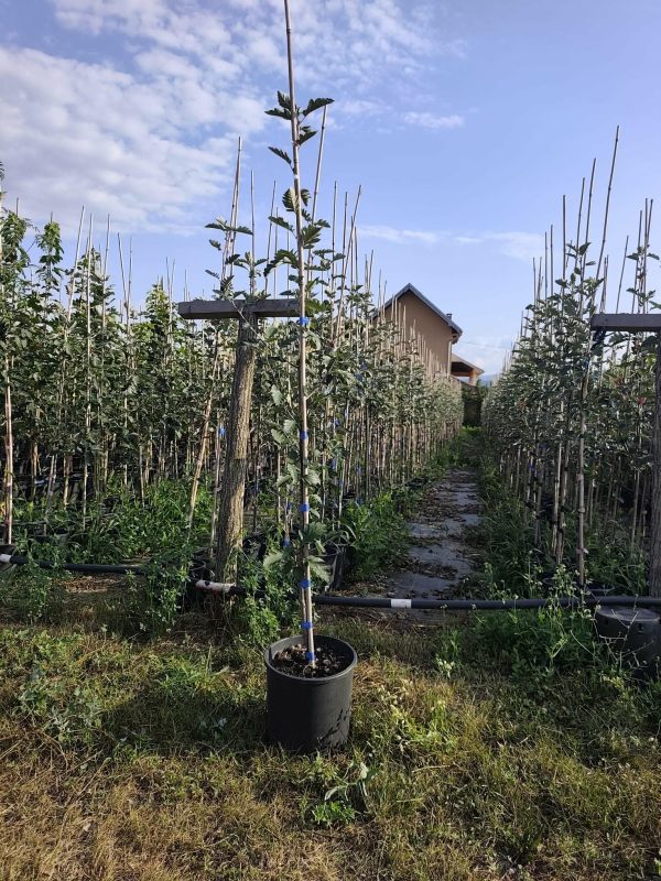 Sadnice Jerebika (Sorbus aucuparija)