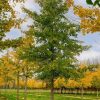 Ginko Biloba