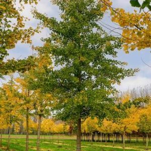 Ginko Biloba