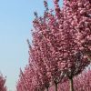 Sadnice Crvenolisna Japanska Tresnja(prunus rajal burgundi)