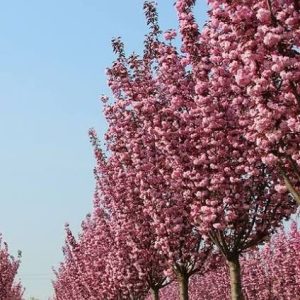 Sadnice Crvenolisna Japanska Tresnja(prunus rajal burgundi)