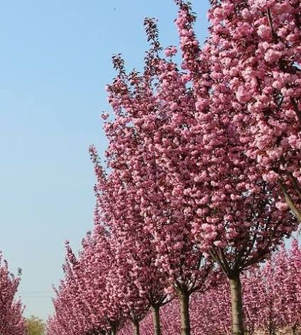 Sadnice Crvenolisna Japanska Tresnja(prunus rajal burgundi)
