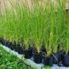 images Sadnica Pampas trave beli