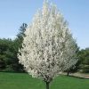 Sadnice Japanska ukrasna kruska(pyrus celleryana)