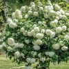 Sadnice Snezna grudva (viburnum opulus)