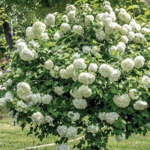 Sadnice Snezna grudva (viburnum opulus)