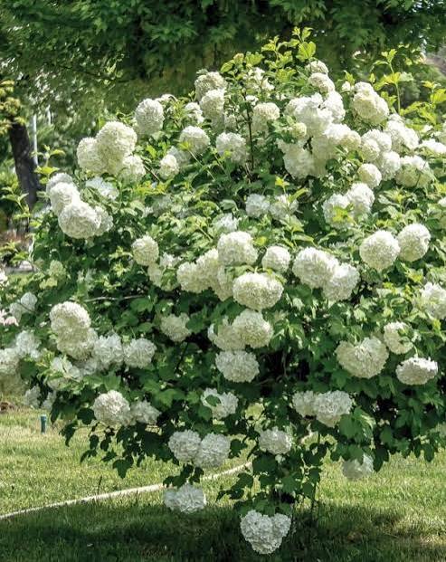 Sadnice Snezna grudva (viburnum opulus)