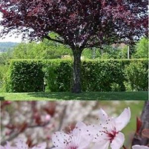 Crvenolisna Šljiva (prunus pisardi)