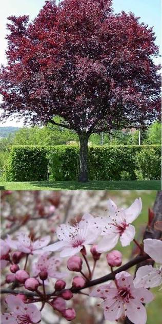 Crvenolisna Šljiva (prunus pisardi)