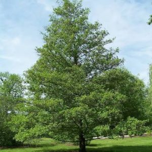 Sadnice Joha Alnus glutinosa ( Joha)