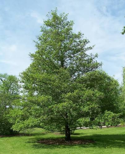 Sadnice Joha Alnus glutinosa ( Joha)