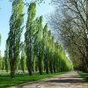 Sadnice Jablan (Populus nigra' italika')