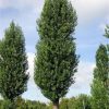 Sadnice Jablan (Populus nigra' italika')