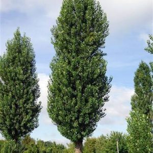 Sadnice Jablan (Populus nigra' italika')