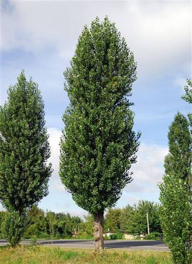 Sadnice Jablan (Populus nigra' italika')