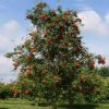 Sadnice Jerebika (Sorbus aucuparija)