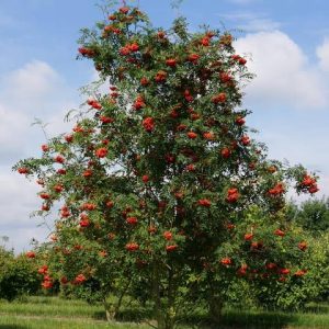 Sadnice Jerebika (Sorbus aucuparija)
