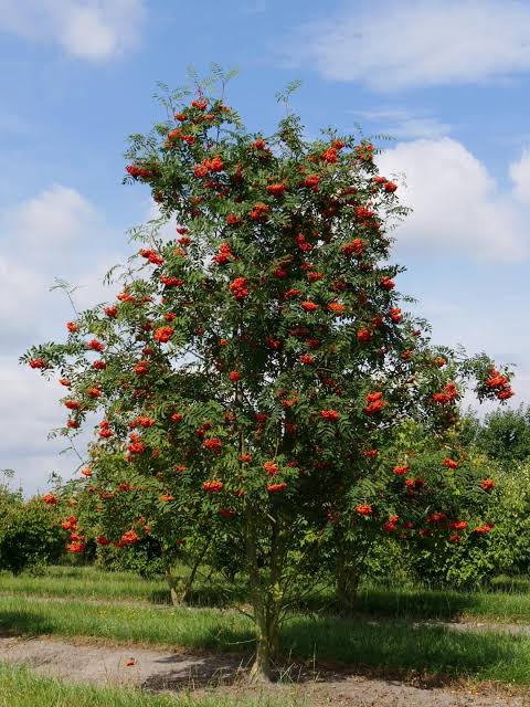 Sadnice Jerebika (Sorbus aucuparija)