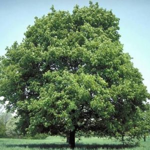Sadnice Javor Mleč (acer platanoides)