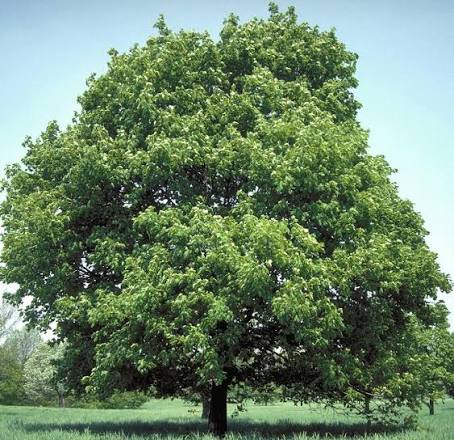Sadnice Javor Mleč (acer platanoides)