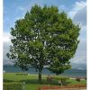 Sadnice Srebrni Javor (Acer sacharinum)