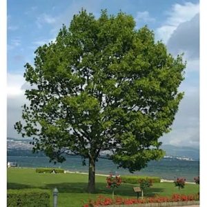 Sadnice Srebrni Javor (Acer sacharinum)